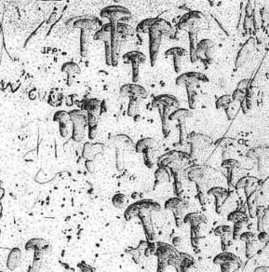 Figuras de hongos en la piedra 53